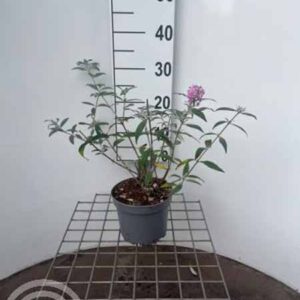 Vlinderstruik | Buddleja davidii 'Pink Delight'