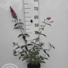 Vlinderstruik | Buddleja davidii 'Pink Delight' | In pot 3L Vlinderstruik | Buddleja davidii 'Pink Delight'