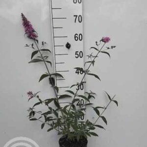 Vlinderstruik | Buddleja davidii 'Pink Delight'