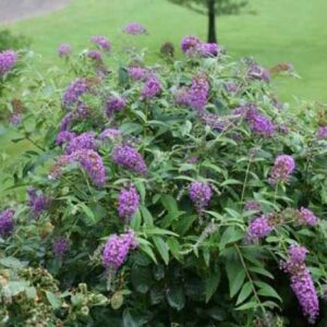 Vlinderstruik | Buddleja davidii 'Purple Chip'