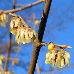 Winterzoet - Meloenboompje | Chimonanthus praecox
