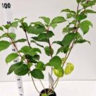 Witte kornoelje | Cornus alba 'Sibirica' | In pot 2,5L | Hoogte 60-80cm Witte kornoelje | Cornus alba 'Sibirica'