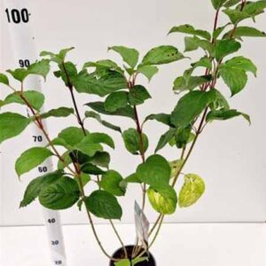 Witte kornoelje | Cornus alba 'Sibirica'