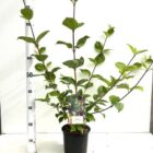 Witte kornoelje | Cornus alba 'Sibirica' | In pot 2L | Hoogte 40-50cm Witte kornoelje | Cornus alba 'Sibirica'