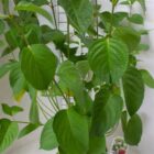 Witte kornoelje | Cornus alba 'Sibirica' | In pot 2,5L | Hoogte 60-80cm Witte kornoelje | Cornus alba 'Sibirica'