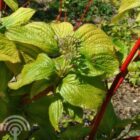 Witte kornoelje | Cornus alba 'Sibirica' | In pot 2,5L | Hoogte 60-80cm Witte kornoelje | Cornus alba 'Sibirica'