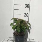 Canadese kornoelje | Cornus stolonifera 'Kelseyi' | In pot 1,5 L | Hoogte 20-30cm Canadese kornoelje | Cornus stolonifera 'Kelseyi'