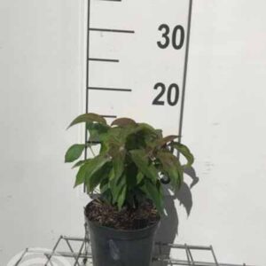 Canadese kornoelje | Cornus stolonifera 'Kelseyi'