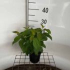 Canadese kornoelje | Cornus stolonifera 'Kelseyi' | In pot 1,3L | Hoogte 25-30cm Canadese kornoelje | Cornus stolonifera 'Kelseyi'