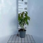 Canadese kornoelje | Cornus stolonifera ‘Kelseyi’ | In pot 1,5L | Hoogte 30-40cm Canadese kornoelje | Cornus stolonifera 'Kelseyi'