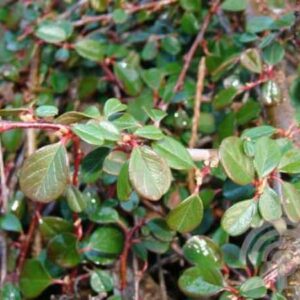 Dwergmispel | Cotoneaster salicifolius 'Green Carpet'