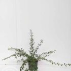 Dwergmispel | Cotoneaster suecicus ‘Coral Beauty’ | In pot 1,5L | Hoogte 30-40cm Dwergmispel | Cotoneaster suecicus 'Coral Beauty'