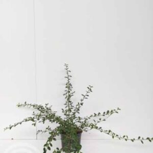 Dwergmispel | Cotoneaster suecicus 'Coral Beauty'