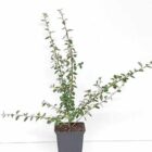 Dwergmispel | Cotoneaster suecicus 'Coral Beauty' | In pot 9cm | Hoogte 20-25cm Dwergmispel | Cotoneaster suecicus 'Coral Beauty'