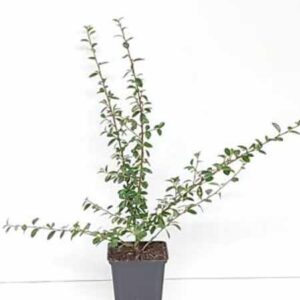 Dwergmispel | Cotoneaster suecicus 'Coral Beauty'