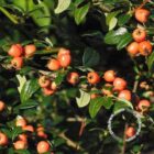 Dwergmispel | Cotoneaster suecicus ‘Coral Beauty’ | In pot 1,5L | Hoogte 30-40cm Dwergmispel | Cotoneaster suecicus 'Coral Beauty' | Bessen