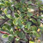 Dwergmispel | Cotoneaster suecicus ‘Coral Beauty’ | In pot 1,5L | Hoogte 30-40cm Dwergmispel | Cotoneaster suecicus 'Coral Beauty' | Bladeren
