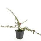 Dwergmispel | Cotoneaster suecicus ‘Coral Beauty’ | In pot 9cm Dwergmispel | Cotoneaster suecicus 'Coral Beauty'