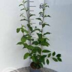 Sporkehout | Frangula alnus | In pot 2L | Hoogte 60-80cm Sporkehout | Frangula alnus