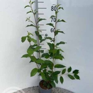 Sporkehout | Frangula alnus