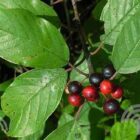 Sporkehout | Frangula alnus | In pot 2L | Hoogte 60-80cm Sporkehout | Frangula alnus