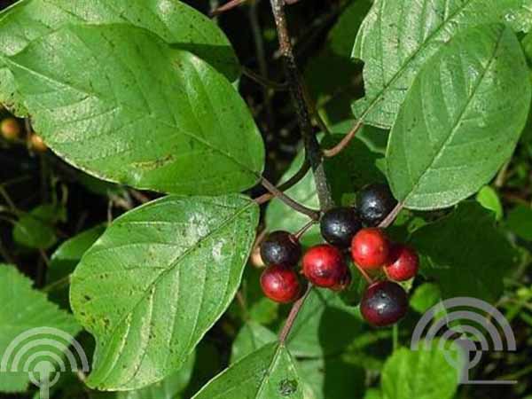 Frangula alnus bes 6x4 Sporkehout | Frangula alnus