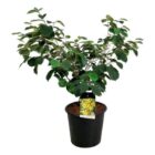 Toverhazelaar | Hamamelis intermedia 'Arnold Promise' | In pot 3L | Hoogte 40-50cm Toverhazelaar | Hamamelis intermedia 'Arnold Promise'