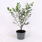 Toverhazelaar | Hamamelis intermedia 'Arnold Promise' | In pot 5L | Hoogte 50-60cm Hamamelis intermedia Arnold Promise C 60 70 45x45 1