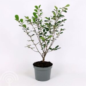 Toverhazelaar | Hamamelis intermedia 'Arnold Promise' | In pot 5L | Hoogte 50-60cm