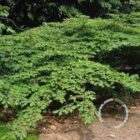 Toverhazelaar | Hamamelis intermedia 'Arnold Promise' | In pot 3L | Hoogte 40-50cm Toverhazelaar | Hamamelis intermedia 'Arnold Promise'