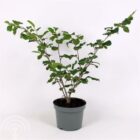 Toverhazelaar | Hamamelis intermedia 'Pallida'