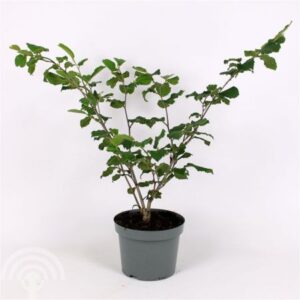 Toverhazelaar | Hamamelis intermedia 'Pallida'