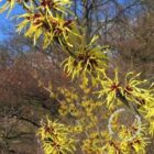 Toverhazelaar | Hamamelis intermedia 'Pallida'