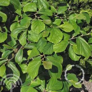 Toverhazelaar | Hamamelis intermedia 'Westerstede'