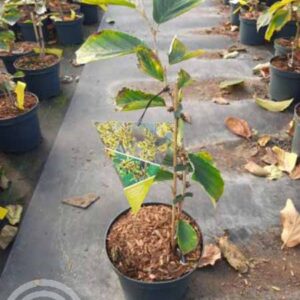 Toverhazelaar | Hamamelis intermedia 'Westerstede'