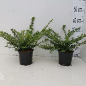 Chinese kamperfoelie | Lonicera nitida 'Maigrün'