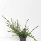 Chinese kamperfoelie | Lonicera nitida 'Elegant'