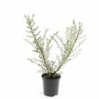 Chinese kamperfoelie | Lonicera nitida 'Elegant' | In pot 1,5L | Hoogte 30-40cm Chinese kamperfoelie | Lonicera nitida 'Elegant'