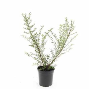 Chinese kamperfoelie | Lonicera nitida 'Elegant'