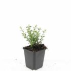 Chinese kamperfoelie | Lonicera nitida 'Elegant'