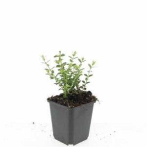 Chinese kamperfoelie | Lonicera nitida 'Elegant'