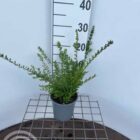 Chinese kamperfoelie | Lonicera nitida 'Elegant'