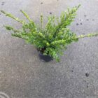 Chinese kamperfoelie | Lonicera nitida 'Elegant'