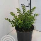 Chinese kamperfoelie | Lonicera nitida 'Maigrün'