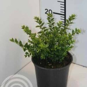 Chinese kamperfoelie | Lonicera nitida 'Maigrün'