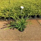 Chinese kamperfoelie | Lonicera nitida 'Maigrün'