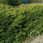 Chinese kamperfoelie | Lonicera nitida 'Maigrün'