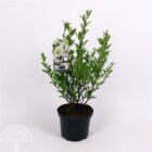 Stermagnolia | Magnolia stellata | In pot 7,5L | Hoogte 100-125cm Stermagnolia | Magnolia stellata