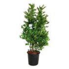 Stermagnolia | Magnolia stellata | In pot 15L | Hoogte 80-100cm Stermagnolia | Magnolia stellata