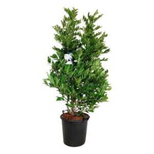 Stermagnolia | Magnolia stellata